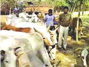 गौ तस्करी करते 2 आरोपी गिरफ्तार, पुलिस ने गोवंशों को किया बरामद